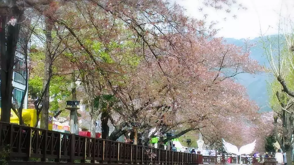 Yusacheon Cherry Blossom Road