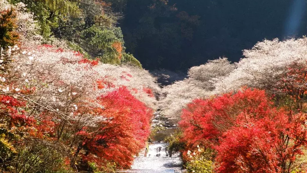 Autumn Seasonal Bonus: Obara Winter Sakura