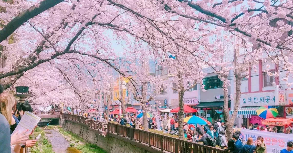 Korea Blossom