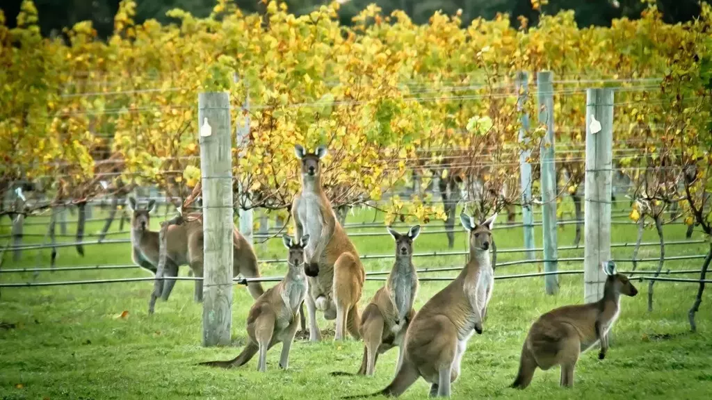 Vineyard Australia