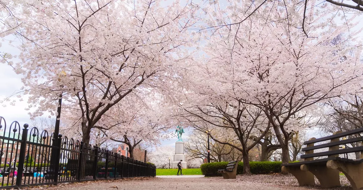 8D6N Romantic Korea + Jeju “Cherry Blossom Festival”