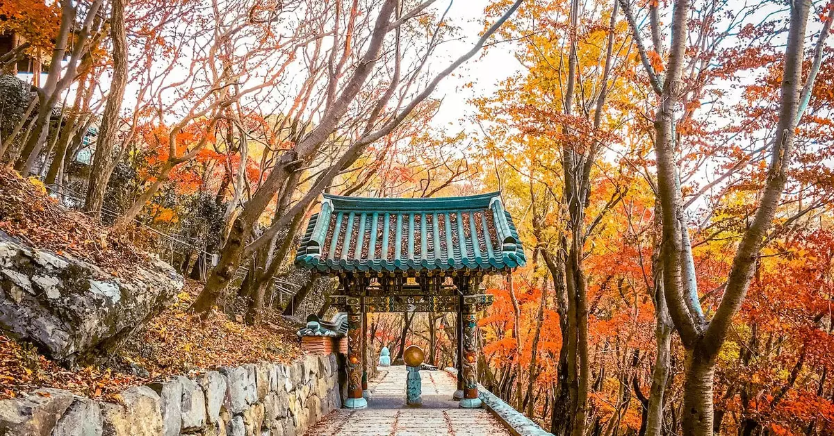8D Korea Autumn