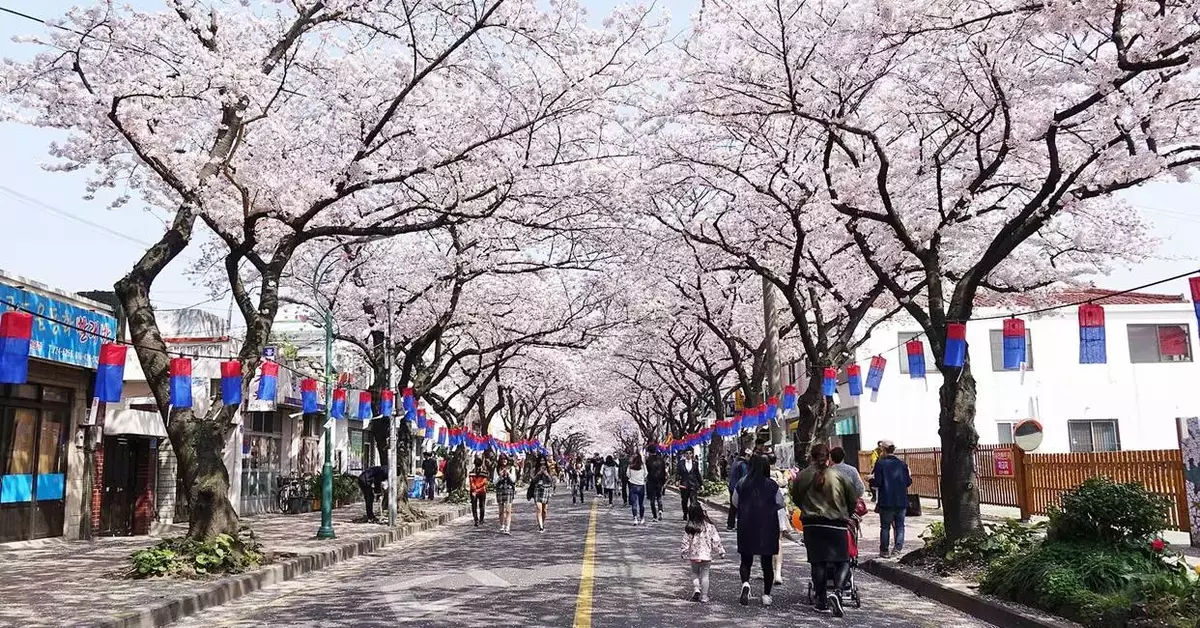8D6N Romantic Korea + Jeju “Cherry Blossom Festival”